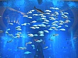 Dubai188.jpg