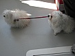 Thumbnail of IMG_9339.jpg
