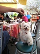 Thumbnail of IMG_9321.jpg