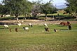 Thumbnail of _MG_2594.jpg
