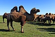 Thumbnail of _MG_2882.jpg