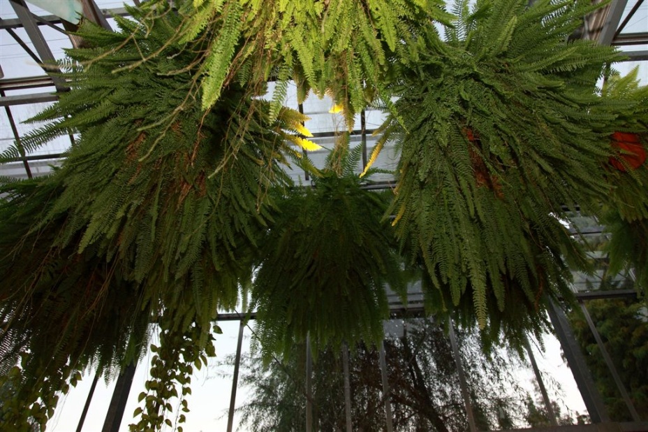 P66.jpg