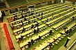 Thumbnail of da451.jpg