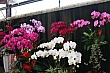t071.jpg