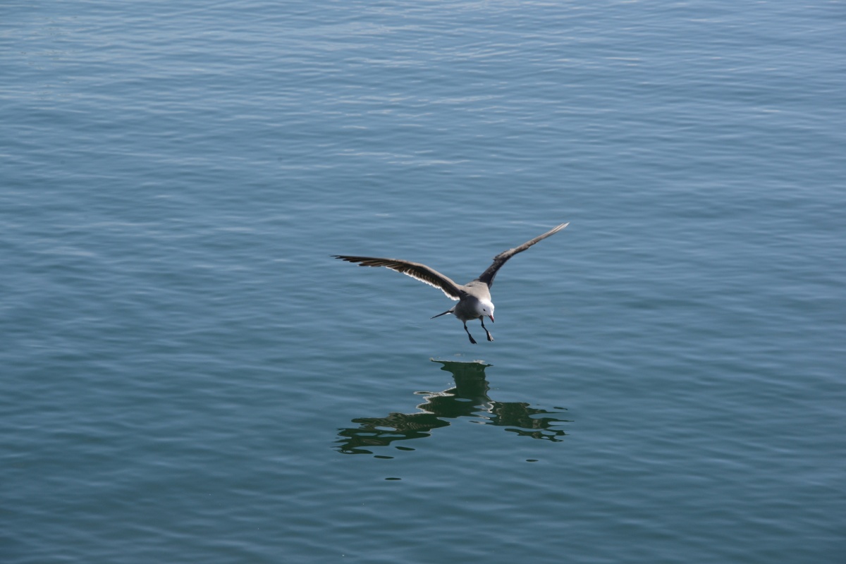 g1690.jpg