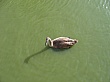 Thumbnail of IMG_2145.jpg