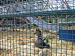 Thumbnail of IMG_2597.jpg