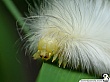 Bug15
