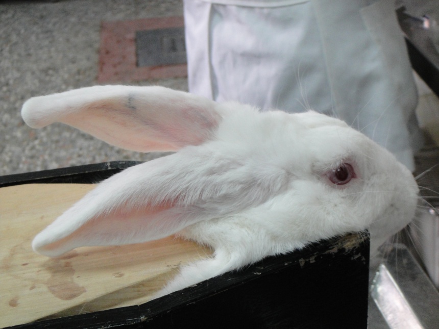DSC00451.jpg