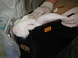DSC00458.jpg